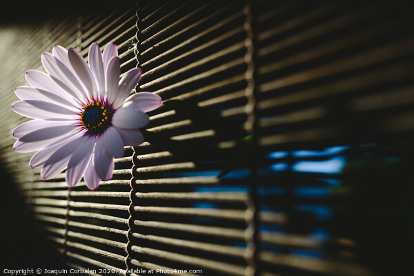 Soft and pink daisies against backlight on a wooden background. Picture Board by Joaquin Corbalan