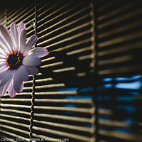 Buy canvas prints of Soft and pink daisies against backlight on a wooden background. by Joaquin Corbalan