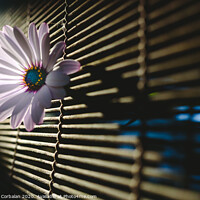 Buy canvas prints of Soft and pink daisies against backlight on a wooden background. by Joaquin Corbalan