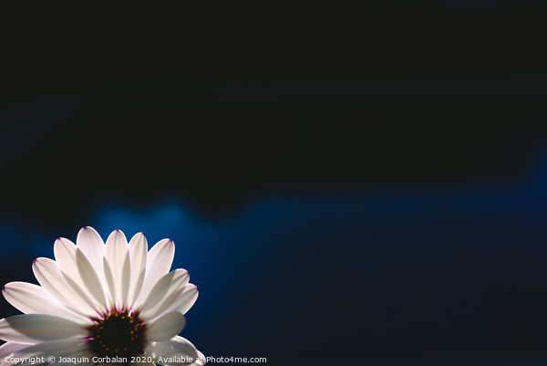Pretty and delicate pink flower on dark background illuminated from behind. Picture Board by Joaquin Corbalan