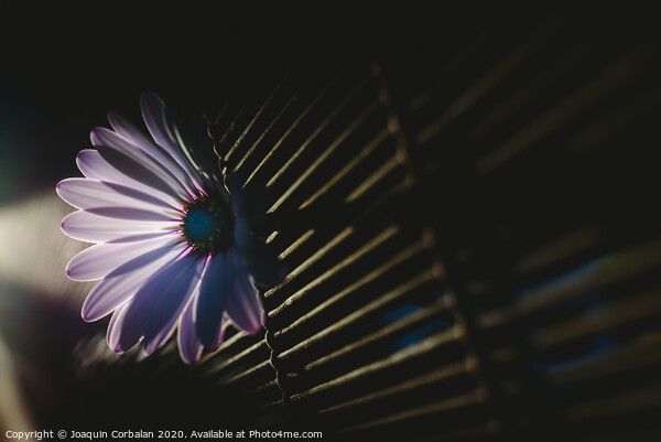 Soft and pink daisies against backlight on a wooden background. Picture Board by Joaquin Corbalan