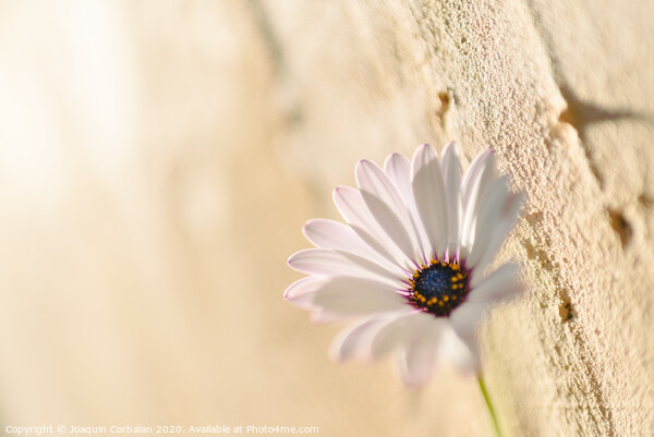 Background of a pink flower against a wall with texture, bright and romantic photo. Picture Board by Joaquin Corbalan