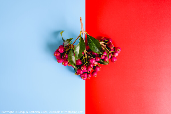 Bouquet of purple autumnal fruits isolated on a red and blue background. Picture Board by Joaquin Corbalan