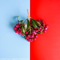 Buy canvas prints of Bouquet of purple autumnal fruits isolated on a red and blue background. by Joaquin Corbalan