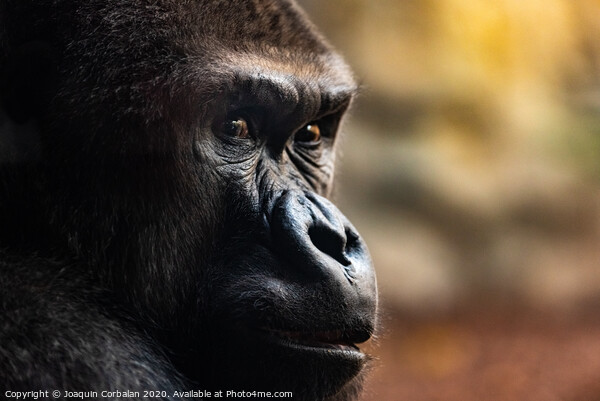 Male western gorilla looking around, Gorilla Picture Board by Joaquin Corbalan