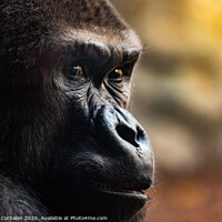 Buy canvas prints of Male western gorilla looking around, Gorilla by Joaquin Corbalan