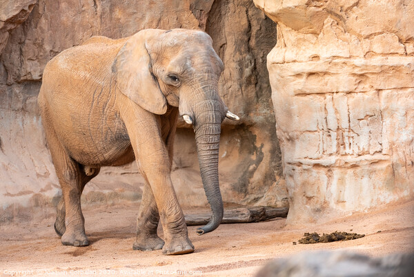 African savannah elephant look, Loxodonta africana, as you walk through a zoo. Picture Board by Joaquin Corbalan