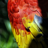 Buy canvas prints of Parrot tropical birds with colorful feathers by Joaquin Corbalan