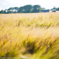 Buy canvas prints of Wheat field. Ears of golden wheat close up in a rural scenery under Shining Sunlight. Background of ripening ears of wheat field. by Joaquin Corbalan