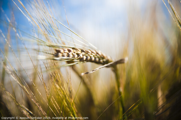 Wheat field. Ears of golden wheat close up in a rural scenery under Shining Sunlight. Background of ripening ears of wheat field. Picture Board by Joaquin Corbalan