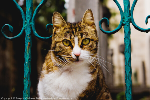 Cat on a fence Picture Board by Joaquin Corbalan