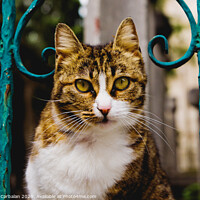 Buy canvas prints of Cat on a fence by Joaquin Corbalan