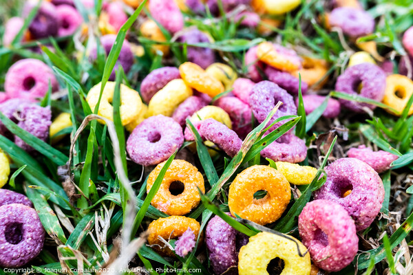 Detail of a ring cereal breakfast of bright colors scattered on the ground of a park. Picture Board by Joaquin Corbalan