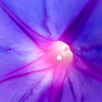 Buy canvas prints of Floral background, detail of the texture of the purple petals of a flower. by Joaquin Corbalan