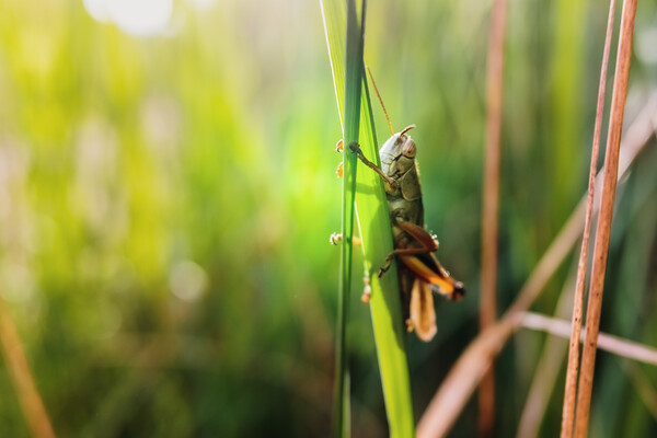 Grasshopper insect focused in the foreground, on a green background out of focus with copy space. Picture Board by Joaquin Corbalan