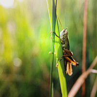 Buy canvas prints of Grasshopper insect focused in the foreground, on a green background out of focus with copy space. by Joaquin Corbalan