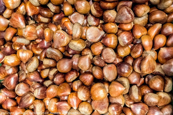 Piles of fresh unpeeled raw chestnuts. Picture Board by Joaquin Corbalan