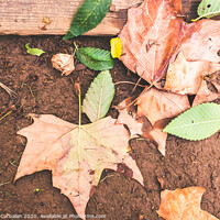 Buy canvas prints of Dry leaves fallen on the ground one autumn afternoon. by Joaquin Corbalan