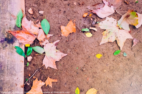 Ground muddy with dry leaves after the first rains of autumn, copy space to use as background. Picture Board by Joaquin Corbalan