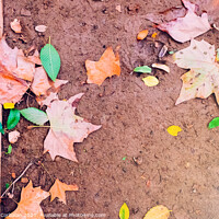 Buy canvas prints of Ground muddy with dry leaves after the first rains of autumn, copy space to use as background. by Joaquin Corbalan