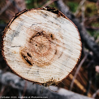 Buy canvas prints of Detail of the rings of a sawed tree trunk. by Joaquin Corbalan