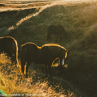 Buy canvas prints of Icelandic landscapes, sunset in a meadow with horses grazing  backlight by Joaquin Corbalan