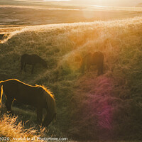 Buy canvas prints of Icelandic landscapes, sunset in a meadow with horses grazing  backlight by Joaquin Corbalan