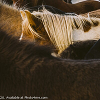 Buy canvas prints of Loins and mane of many Icelandic horses together. by Joaquin Corbalan
