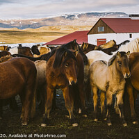 Buy canvas prints of Herd of precious Icelandic horses gathered in a farm. by Joaquin Corbalan