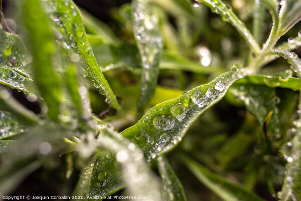 Rosemary macro, Rosmarinus officinalis, covered with drops of dew Picture Board by Joaquin Corbalan