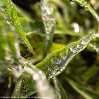 Buy canvas prints of Rosemary macro, Rosmarinus officinalis, covered with drops of dew by Joaquin Corbalan