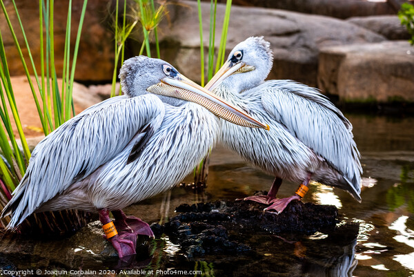Pair of pink pelicans in a pond. Pelecanus rufescens. Picture Board by Joaquin Corbalan