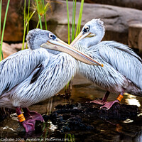Buy canvas prints of Pair of pink pelicans in a pond. Pelecanus rufescens. by Joaquin Corbalan