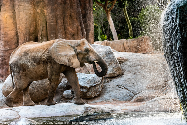 African elephant drinking water from a river. Picture Board by Joaquin Corbalan