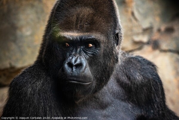 Western male gorilla sitting, Gorilla gorilla gorilla, in a zoo. Picture Board by Joaquin Corbalan