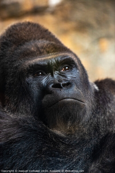 Western male gorilla sitting, Gorilla gorilla gorilla, in a zoo. Picture Board by Joaquin Corbalan