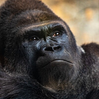 Buy canvas prints of Western male gorilla sitting, Gorilla gorilla gorilla, in a zoo. by Joaquin Corbalan