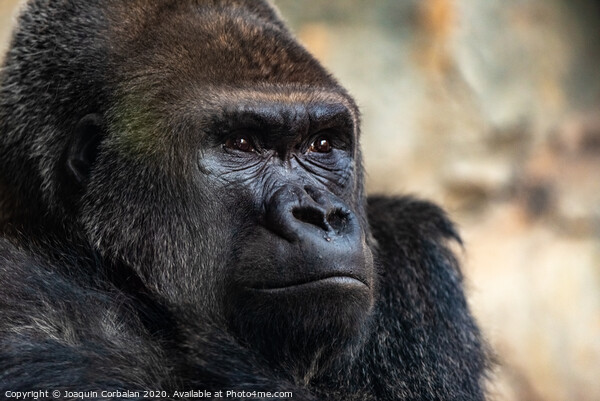 Male western gorilla looking around, Gorilla gorilla gorilla Picture Board by Joaquin Corbalan