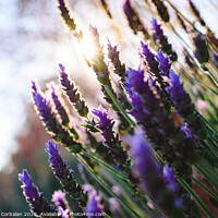 Buy canvas prints of Lavender, beautiful and romantic aromatic plant with bright colors. by Joaquin Corbalan