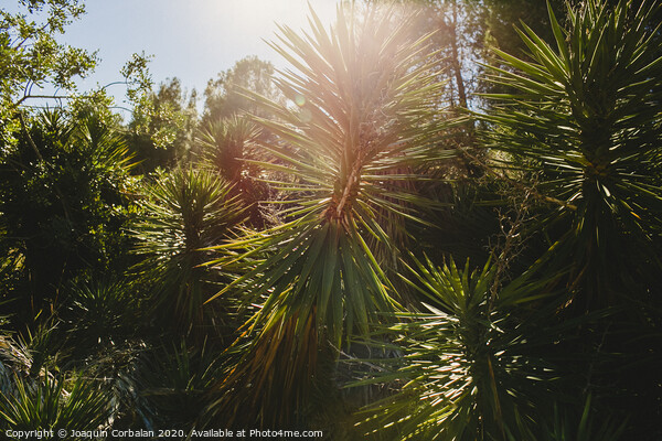 Wild palm trees with sunburst at noon in a mediterranean forest. Picture Board by Joaquin Corbalan