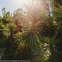 Buy canvas prints of Wild palm trees with sunburst at noon in a mediterranean forest. by Joaquin Corbalan