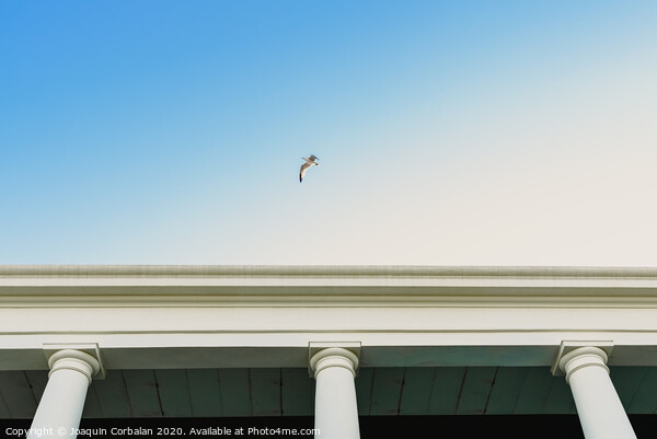 Seagull flying over an old building with large columns. Picture Board by Joaquin Corbalan