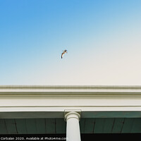 Buy canvas prints of Seagull flying over an old building with large columns. by Joaquin Corbalan