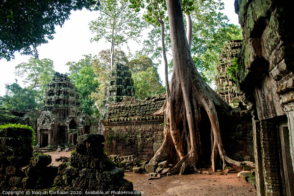 Religious temples in Cambodia of Angkor Wat Picture Board by Joaquin Corbalan