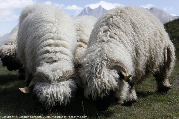 Woolly sheep grazing on the mountain Picture Board by Joaquin Corbalan