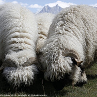 Buy canvas prints of Woolly sheep grazing on the mountain by Joaquin Corbalan