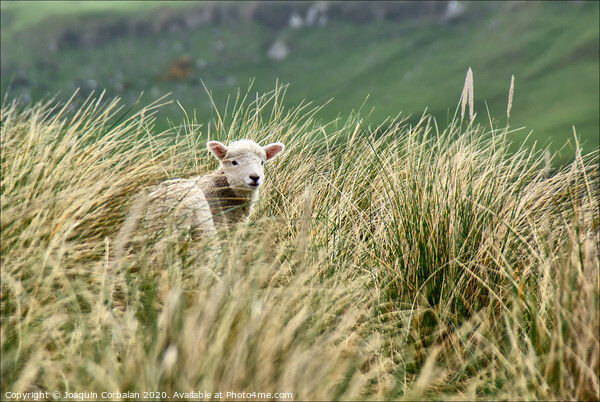 Lambs jumping among the grass in New Zealand. Picture Board by Joaquin Corbalan