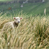 Buy canvas prints of Lambs jumping among the grass in New Zealand. by Joaquin Corbalan