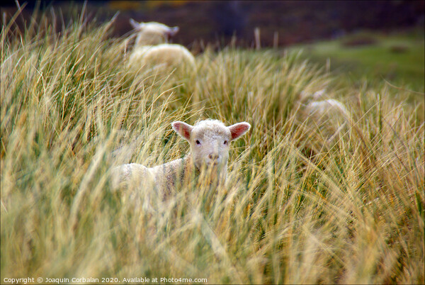Lambs jumping among the grass in New Zealand. Picture Board by Joaquin Corbalan