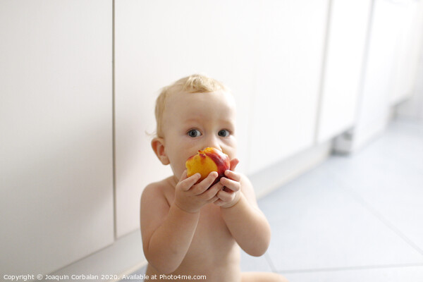 Baby led weaning, baby learning to eat with his first foods. Picture Board by Joaquin Corbalan